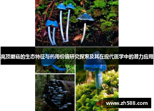 亮顶蘑菇的生态特征与药用价值研究探索及其在现代医学中的潜力应用
